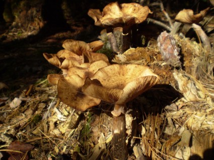 蘑菇的花束