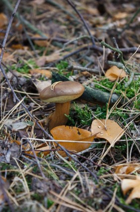 蘑菇棕色板栗牛肝菌拉斯维加斯