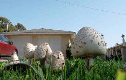 шляпки грибов