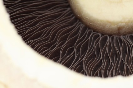dettaglio dei funghi