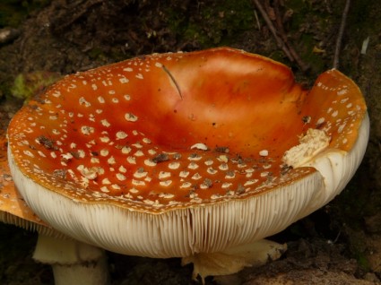 champignon agaric de mouche rouge