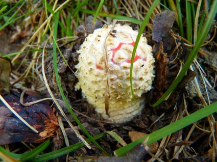 piccolo fungo agarico