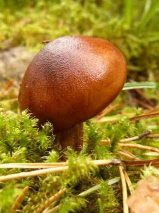 nature de la forêt champignon