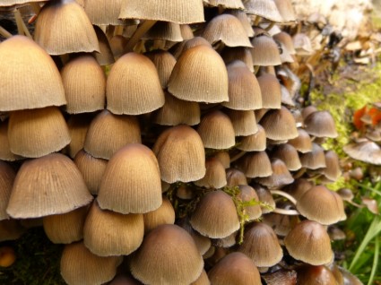 蘑菇森林自然