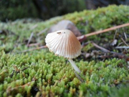 natureza da floresta de cogumelos