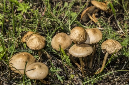 fungos cogumelos marrons