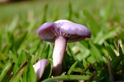Макро грибов трава