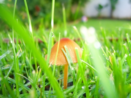 jamur di rumput wallpaper tanaman alam