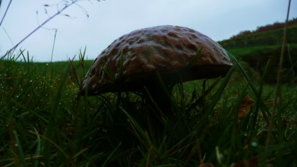 champignon dans l'herbe