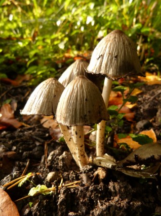 forêt de champignons champignons
