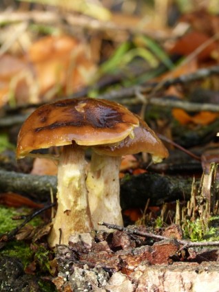 foresta di funghi funghi