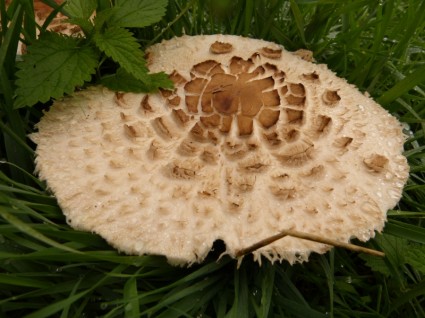 foresta di funghi funghi