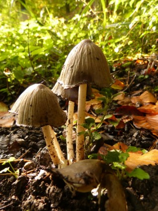 floresta de cogumelos cogumelos