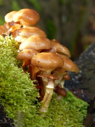 forêt de champignons champignons