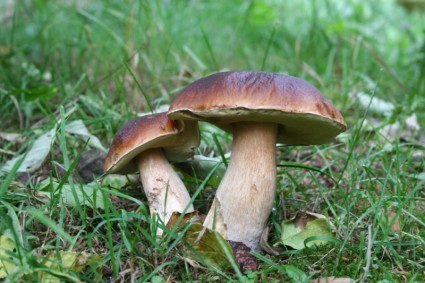 natura dei funghi autunno