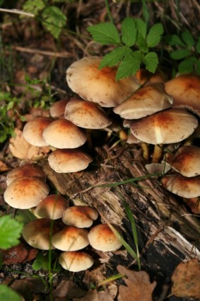 natura dei funghi autunno