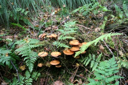 musim gugur jamur alam