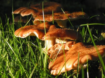 грибной природа осень