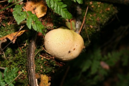 Pilz Natur Herbst