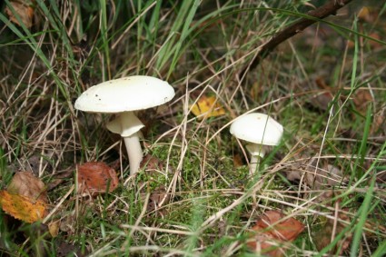 蘑菇自然秋
