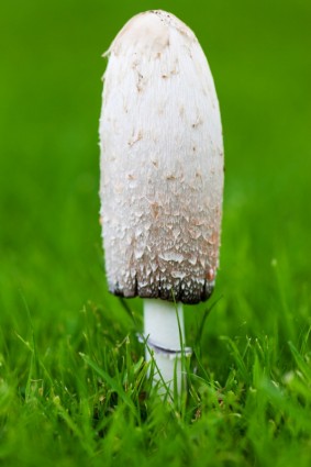cogumelo na grama