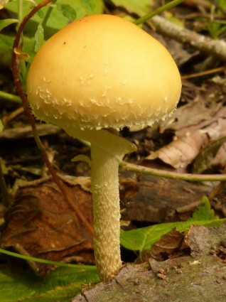 jamur tanaman hutan