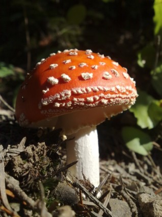 fungo rosso bianco