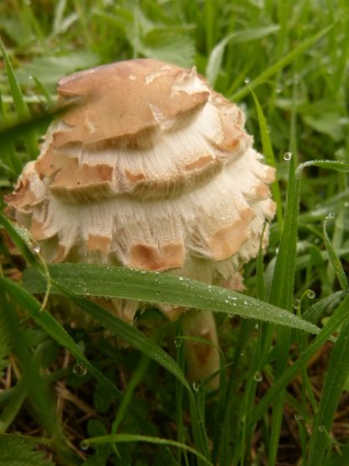jamur jamur beracun
