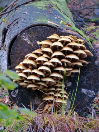 грибной токсичных грибов