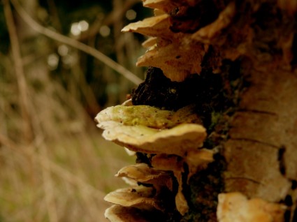 albero funghi