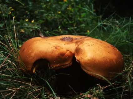 Mushroom Wallpaper Other Nature