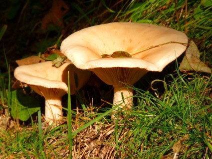 autunno di funghi marroni