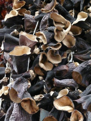 蘑菇干的犹大耳朵