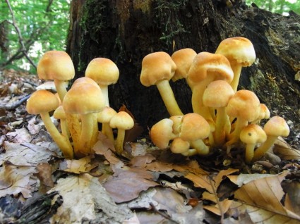 pianta di foresta di funghi
