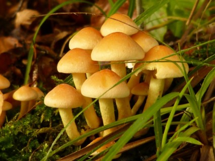 funghi foresta tossica