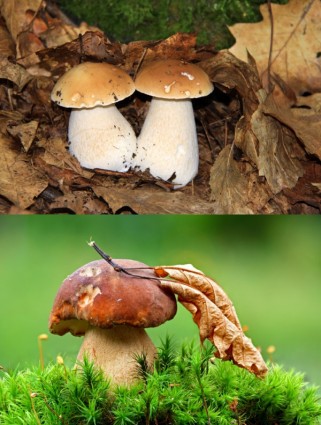 photo hd de champignons