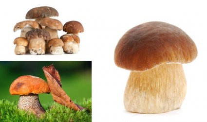 imagens de hd de cogumelos