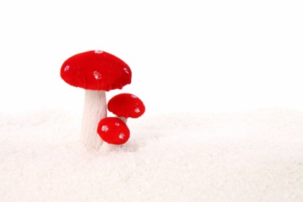 在雪中的蘑菇