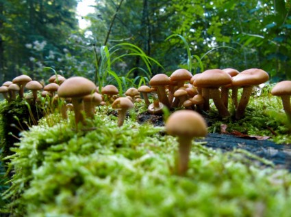 autunno di funghi natura