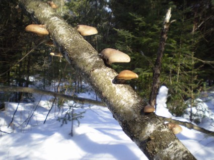 funghi su un ramo