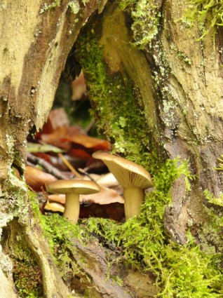cogumelos plantar floresta