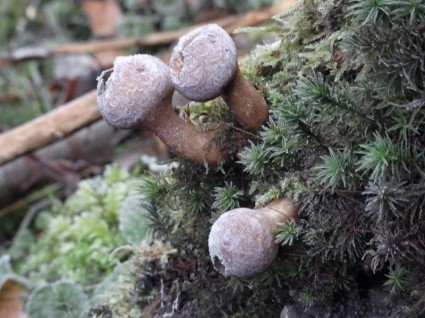jamur tanaman alam