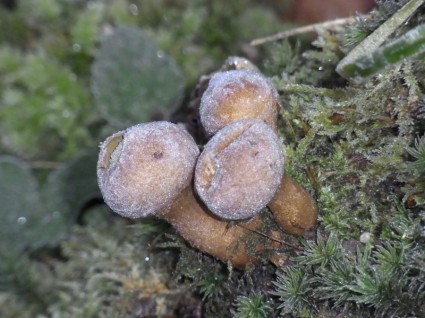 natureza da planta cogumelos
