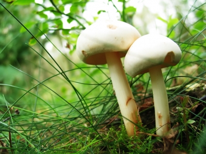 funghi sfondi di altra natura