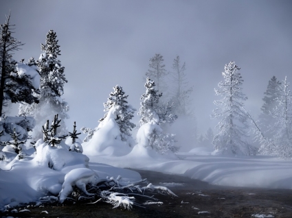 神秘的な冬の壁紙の冬の自然