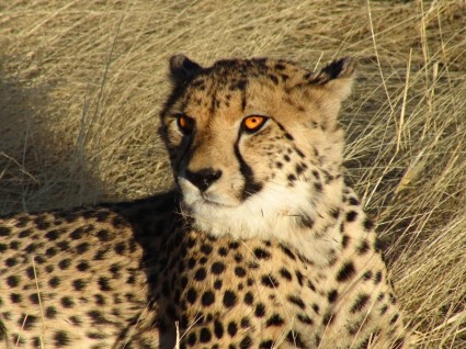 Namibya cheetah kedi