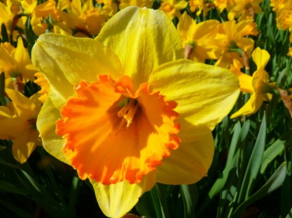 bunga Narcissus bakung