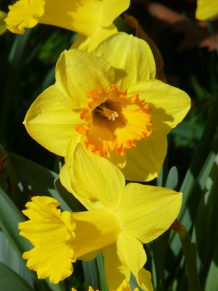 นาร์ซีซัส daffodil สีเหลือง