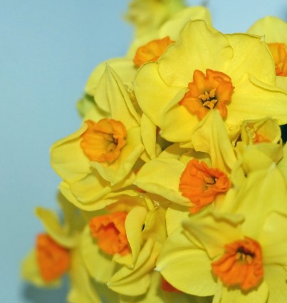 bunga Narcissus