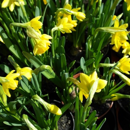 Primavera de flores de Narciso